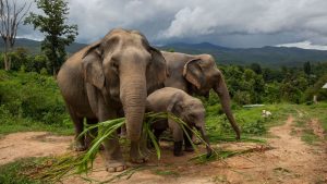 Elephant Jungle Sanctuary