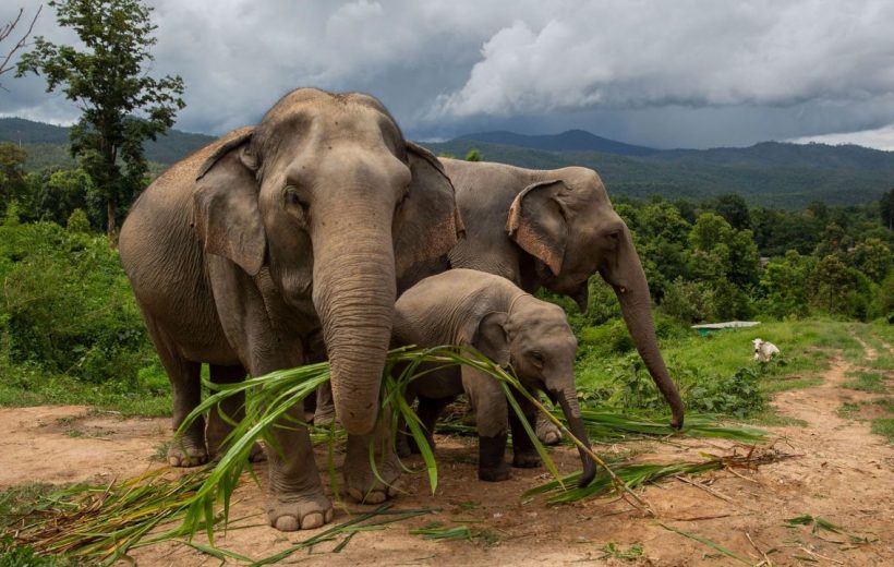 Elephant Jungle Sanctuary