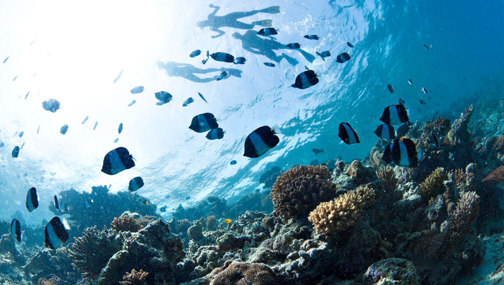 Crystal-clear waters at Koh Racha Yai, a coral conservation snorkeling site near Phuket