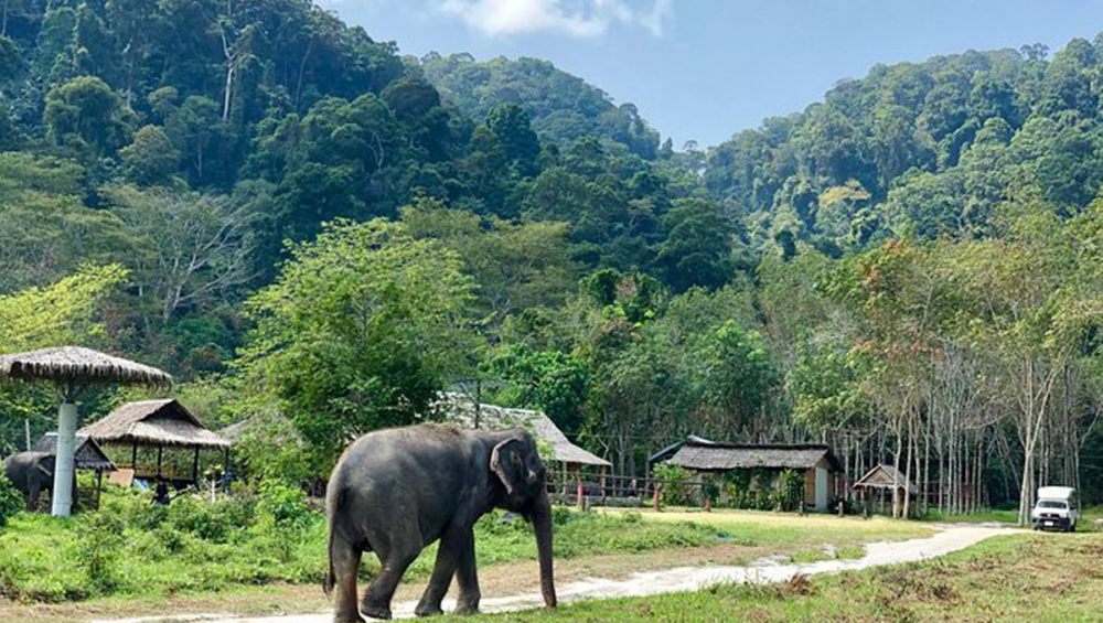 Discover Wildlife Adventures Across Phuket