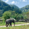 Discover Wildlife Adventures Across Phuket