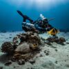 snorkelling